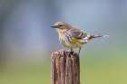 Yellow-rumped warbler in winter plumage, Kentucky Art Print